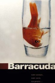 Barracuda